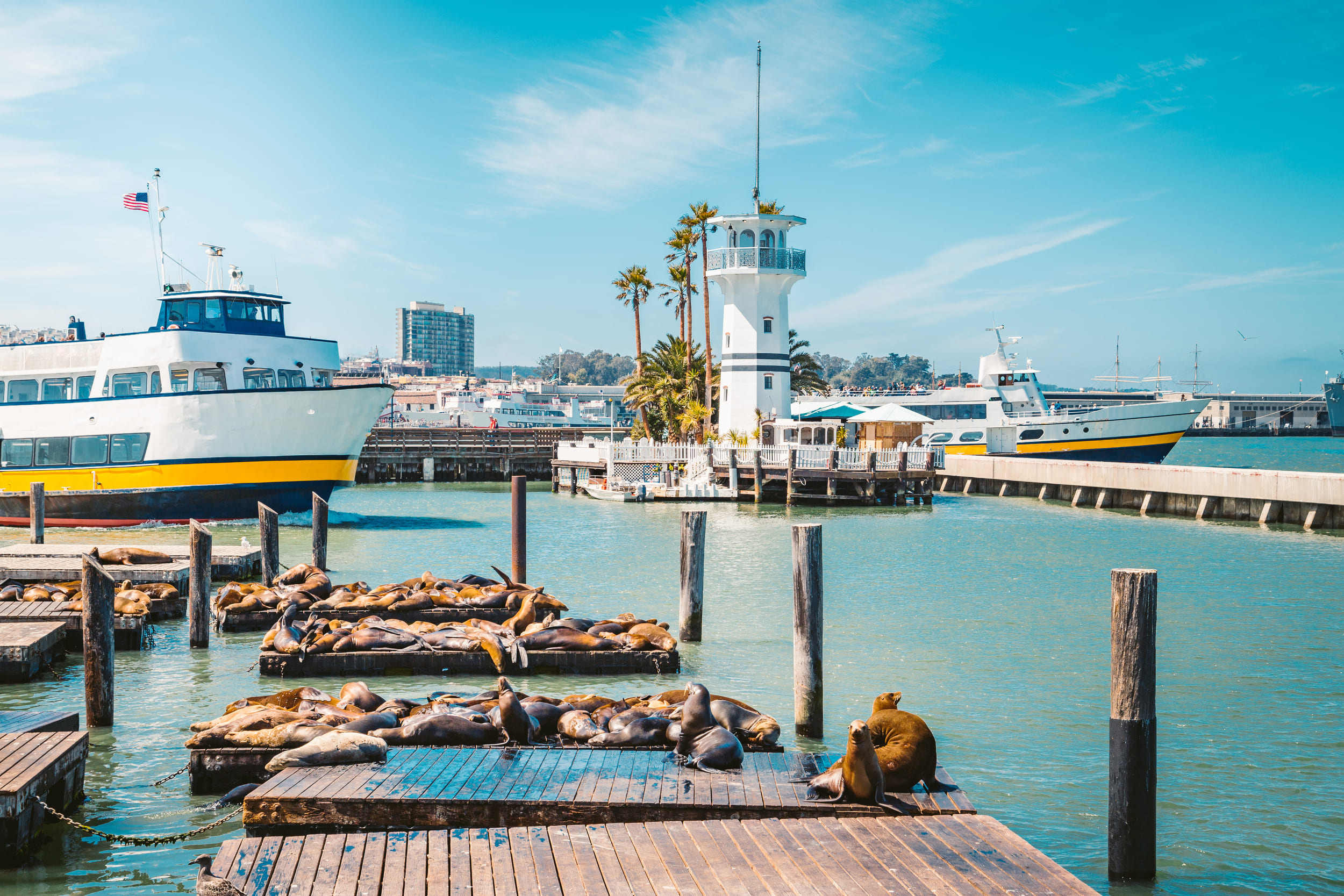 Sea Lions at Pier 39  The Marina, Fisherman's Wharf & the Piers